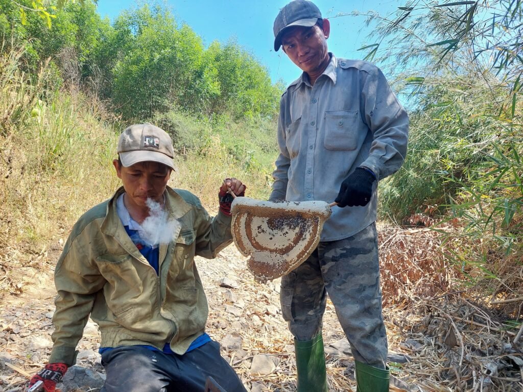 Thu hoạch mật ong rừng nguyên chất tại bình thuận